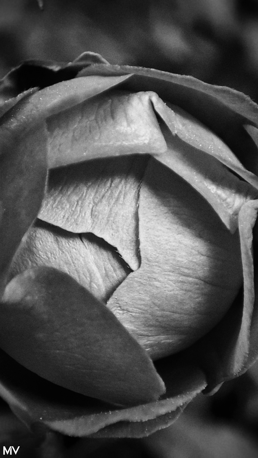 Tige fine en contre-jour